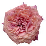 Country Aquarel Roses de jardin d'Equateur Ethiflora